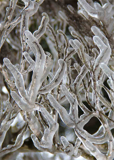 Art Galleries Of Photos Of The Deep Freeze & Snow 2021 in Austin Texas